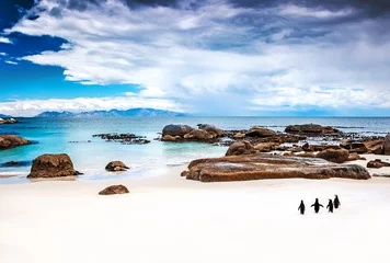 Photo sur Plexiglas Anti-reflet Afrique du Sud Pingouins sauvages d& 39 Afrique du Sud