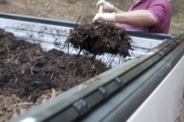 A landscaper getting mulch out from the back of a pickup truck © jdwfoto