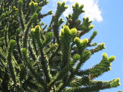 Affenbaum (Araucaria)- junge Bl&uuml;ten-Triebe