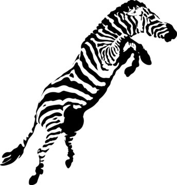 Fototapeta zebra