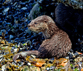 North American River Otter - juvenile