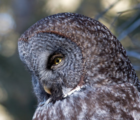 Great Grey Owl