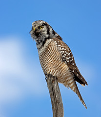 Northern Hawk Owl calling