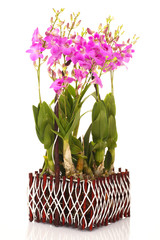violet orchid branch isolated on white background