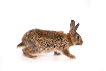 Obraz premium Easter