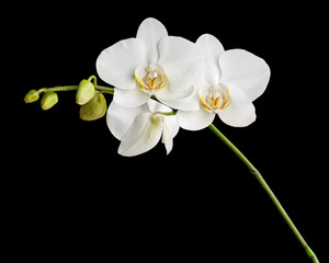 Fototapeta na wymiar Trzy dni starego biała orchidea na czarnym tle.