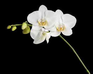 Papier Peint photo Lavable Orchidée Orchidée blanche de trois jours sur fond noir.