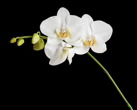 Fototapeta Three day old white orchid on black background.