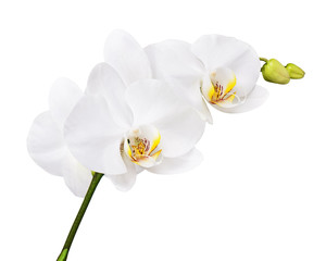 Fototapeta na wymiar Trzy dni starego Orchidea samodzielnie na białym tle.