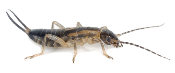 Earwig isolated on white background