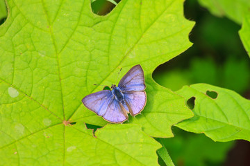 Beautiful Butterfly on leaf