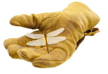libellule sur gant de cuir