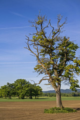 Ahornbaum auf dem Feld