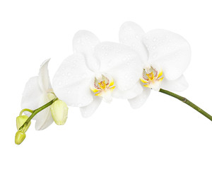 Naklejka na ściany i meble Trzy dni starego Orchidea samodzielnie na białym tle.