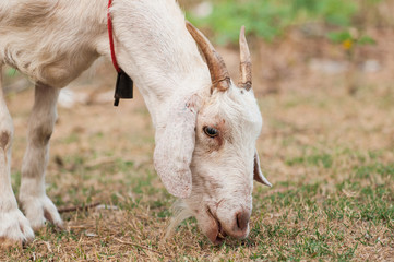 Obraz premium Goat portrait