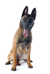 malinois