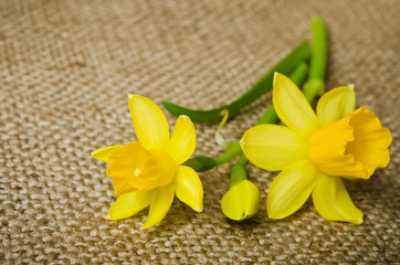 daffodils on burlap