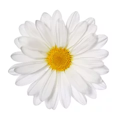 Afwasbaar Fotobehang Bloemen Kamille bloem geïsoleerd op wit. Madeliefje. macro