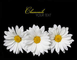 Chamomile flowers over black background. Daisy