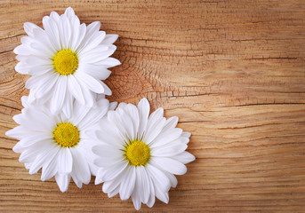Chamomile flowers over old wood background. Daisy