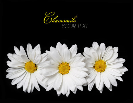 Fototapeta Chamomile flowers over black background. Daisy