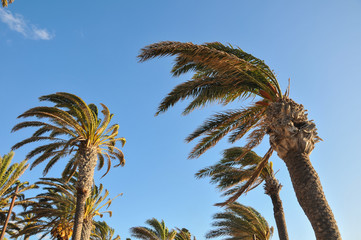 Fototapeta premium Palm Tree Blowing In The Wind