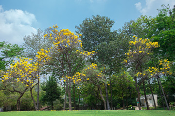 Tabebuia aurea in the park