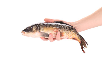 Hand holds fresh mirror carp.