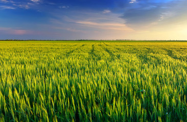 Field in summer time.