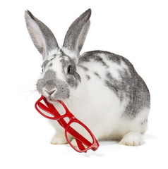 rabbit with glasses