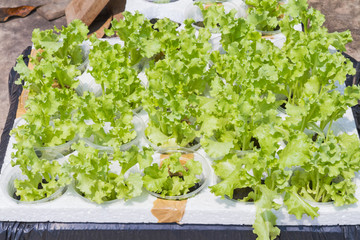 Hydroponic plant in bucket