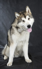Alaskan Malamute