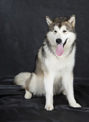 Alaskan Malamute