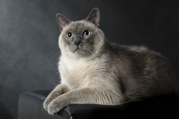 Siamese cat
