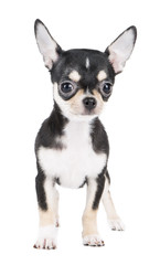 Chihuahua puppy