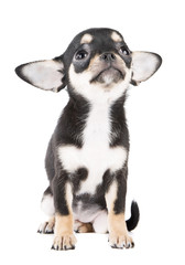 Chihuahua puppy
