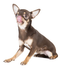 Chihuahua with tongue