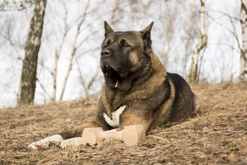 American Akita for a walk in the woods