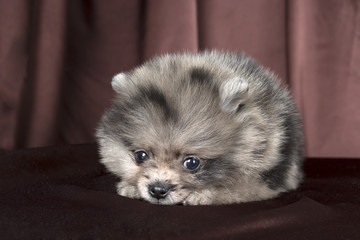 Pomeranian puppy