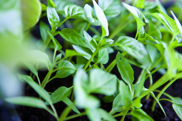 Fototapeta na wymiar young seedlings of peppers closeup