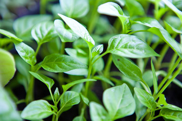 young seedlings of peppers closeup