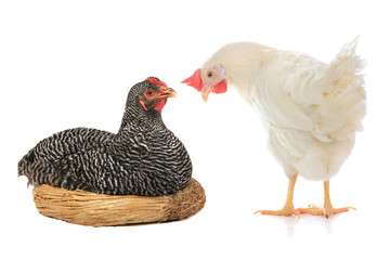 grey hen