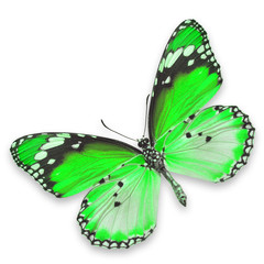 Green butterfly