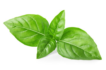 Leaves of basil