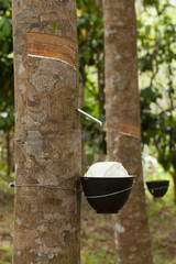 Tapping latex