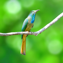 Blue-bearded Bee-eater bird