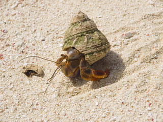 Molluscs Saint Vincent and The Grenadines Tobago Cays