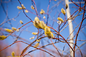 holly willow buds closeup shallow depth of field
