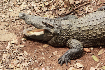 Crocodile in the nature - on the ground.