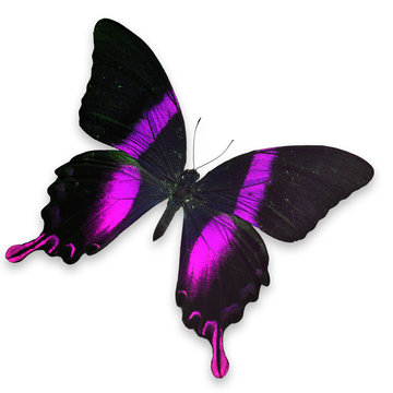 Beautiful Black and Pink butterfly